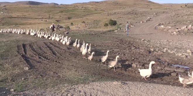 Emekli öğretmen köyüne kaz çiftliği kurdu