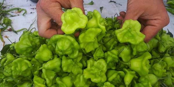 'Gül Biberi' tezgahların gözdesi