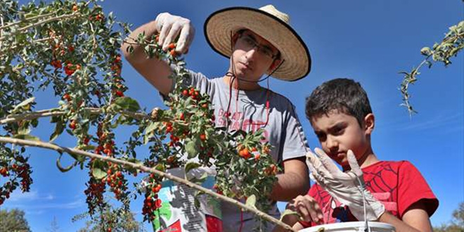 Şifa niyetine 'goji berry' yetiştiriciliğine başladı