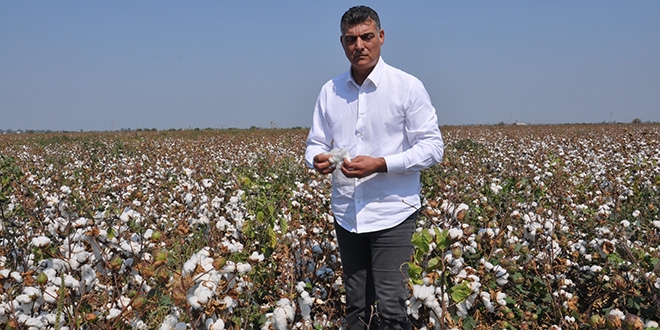 Beyaz altında buruk hasat