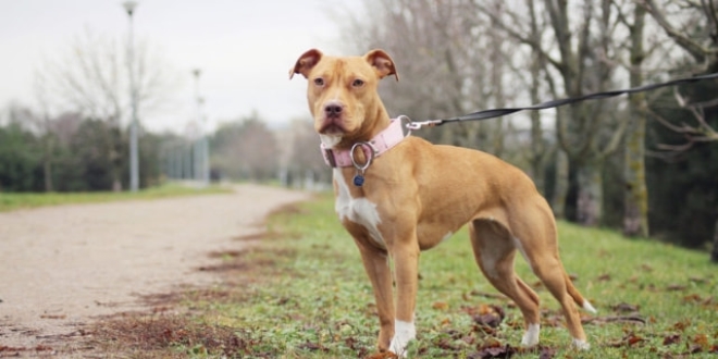 'Pitbull' besleyen kişiye 23 bin 406 lira ceza