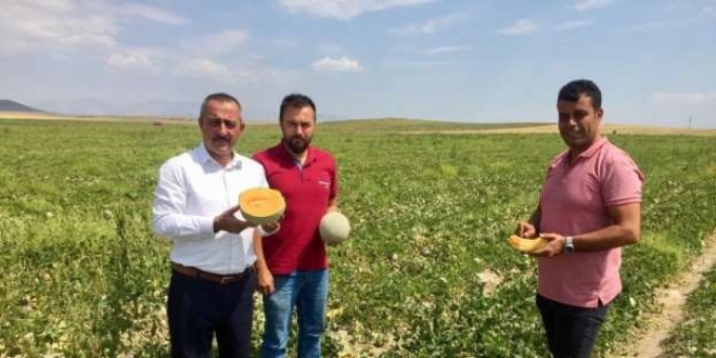 Niğde'de üretilen kavun 4 ülkeye ihraç ediliyor