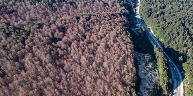 Ormanı istila eden tırtıllar ağaçlarda yaprak bırakmadı
