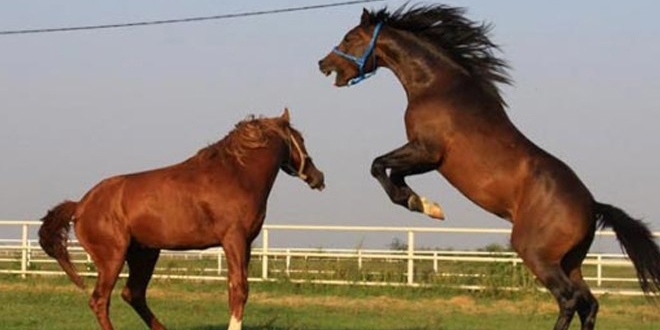 Açık artırma ile 16 tay satılacak, tay başına geçici teminat 15 bin TL