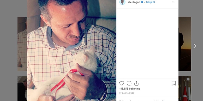 Erdoğan'dan Van kedili 'tbt' paylaşımı