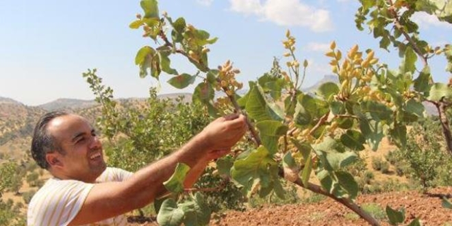 Ter�rden temizlenen b�lge, f�st�k bah�eleriyle doldu