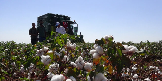 �anl�urfa'da 'beyaz alt�n' hasad�