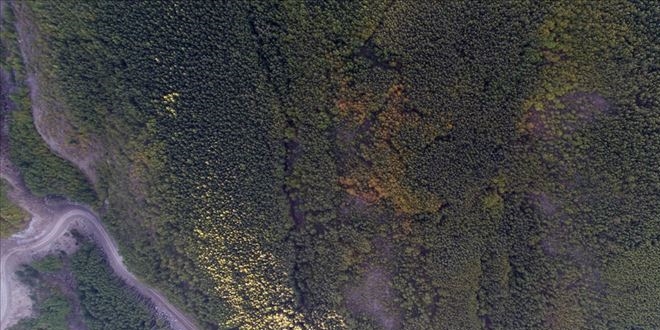 'Titrek kavak ormanları' Erciyes'e nefes oluyor