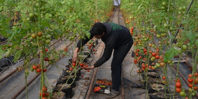 FAO'dan Türkiye'deki tarım uygulamalarına övgü