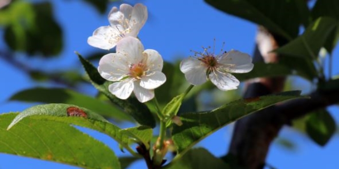 �klimi �a��ran vi�ne a�ac� sonbaharda �i�ek a�t�