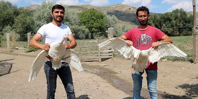 Devlet destek verdi, mühendis kaz çiftçiliği kurdu