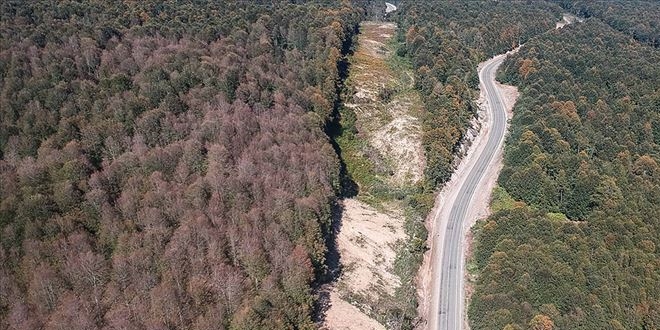 Ormanı istila eden tırtıllar yolu da aşarak yayılıyor