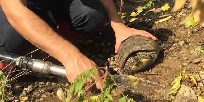 Yang�ndan kurtard��� kaplumba�aya eliyle su i�irdi