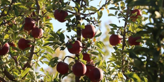 Bu elmalar�n geliri ��rencilere burs olacak