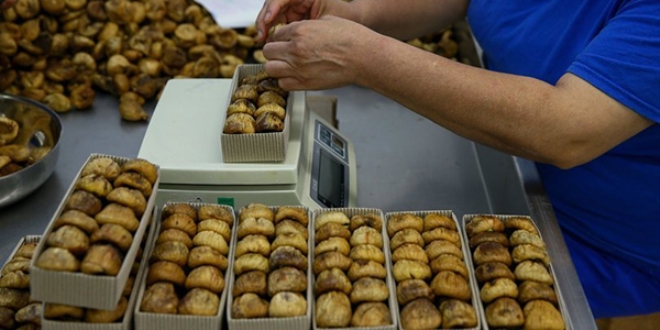 Kuru incirde 3 g�nde 22 milyon dolarl�k ihracat