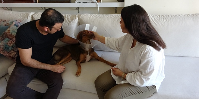 Belediyeden köpeği ameliyat olan çalışana refakat izni