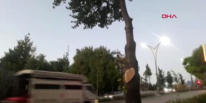 İş yerinin önündeki ağaçları kesti... 50 bin TL ceza yedi!