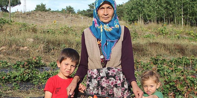 Devlet desteğiyle 60 yaşında çilek üretimine başladı
