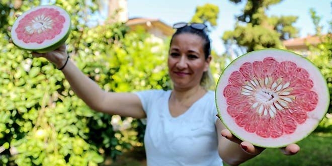 C vitamini deposu 'pomelo' sadece Antalya'da yetiiyor