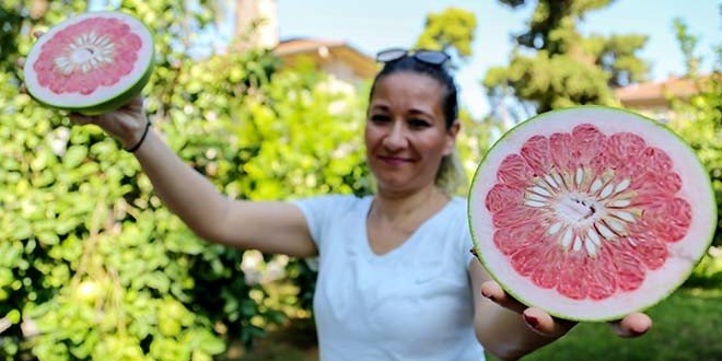 C vitamini deposu 'pomelo' sadece Antalya'da yetişiyor