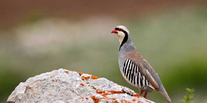 K�nal� keklik satan ki�iye 6 bin lira para ceza kesildi