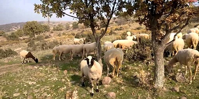 İcradan satılık koyun, keçi ve kuzu