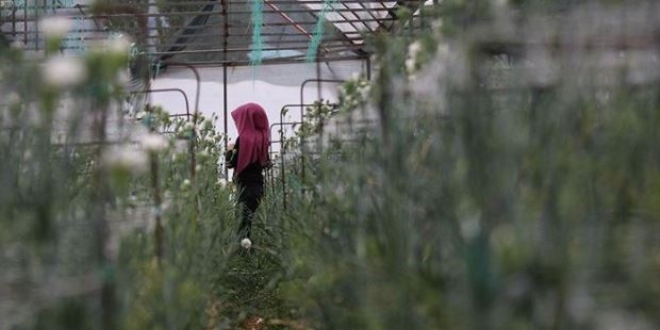 Köyün kaderi 'karanfil'le değişti