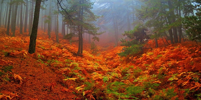 Kestane ormanlar renkleriyle byk ilgi ekiyor