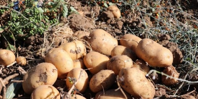 İki yeni yerli patates çeşidinin hasadı yapıldı