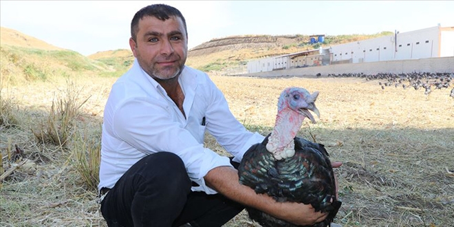 Devlet desteği ile hindi çiftliği kurdu