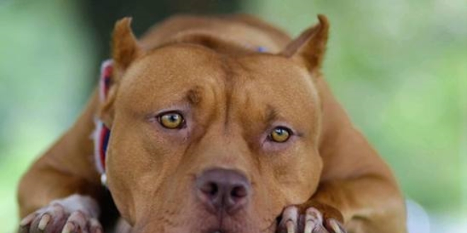 Pitbull'a tasma ve ağızlık zorunluluğu önerisi