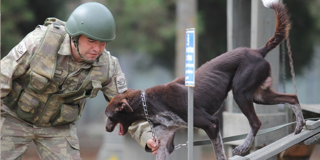 Sınır ötesi operasyonlara yerli ırk köpek