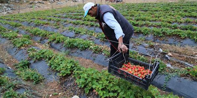 Zedelemeden �ilek toplamak i�in sistem geli�tirdi