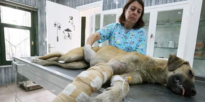 Aracın çarptığı köpeğin gözyaşları yürek burktu