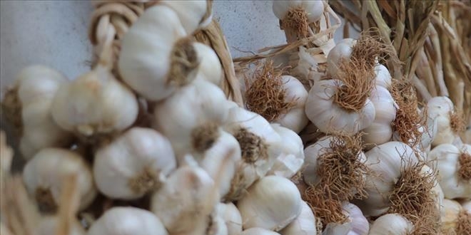 Ta�k�pr� sar�msa��n fiyat� rekor seviyeye ula�t�