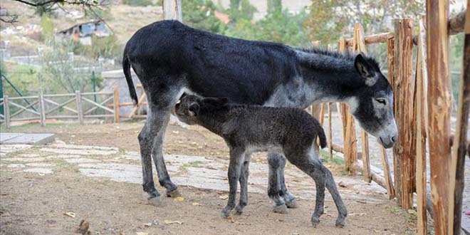 'Sıpa'nın ismini sosyal medya takipçileri belirledi