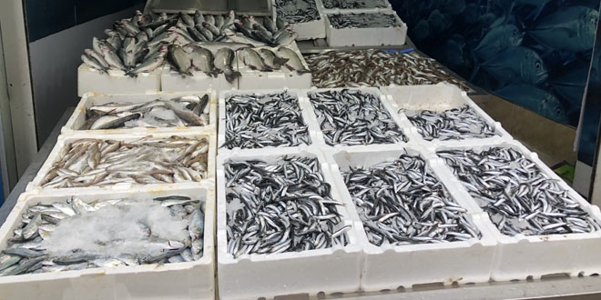 Sezon ba��na g�re hamsinin fiyat� 3 kat ucuzlad�