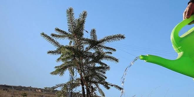 Bakan Pakdemirli: 10 milyonu aşkın fidan sahiplenildi