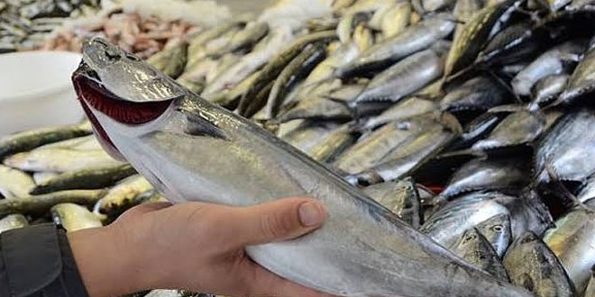 Palamudun tane fiyatı 40 liraya yükseldi
