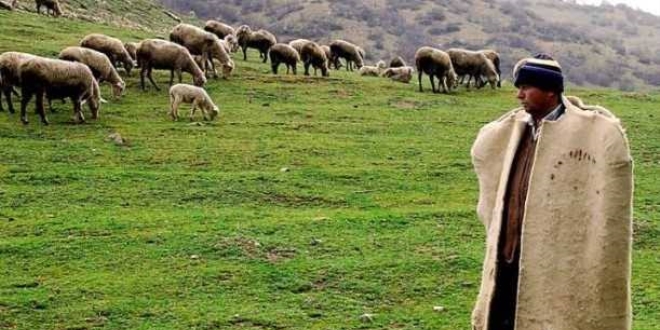 'Afgan çoban getirileceği' iddiası yalanlandı
