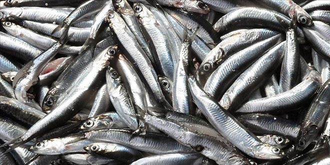 Batı Karadeniz'de hamsi bolluğu yüzleri güldürdü