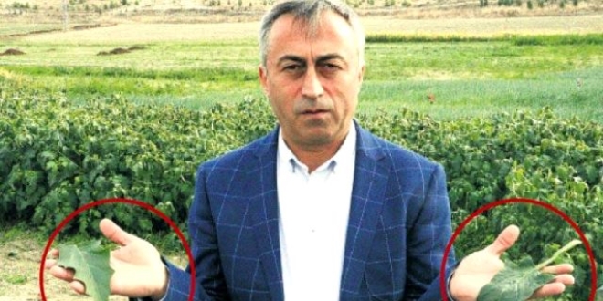 Zehirli ıspanağın sırrı çözüldü! İşte sebebi