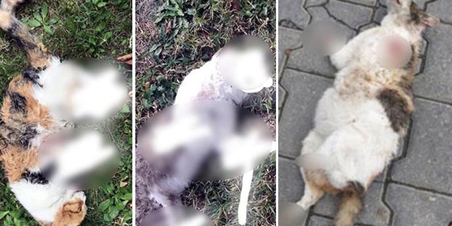 Bir şehir bunu konuşuyor; 6 kedi ayakları kopmuş halde bulundu
