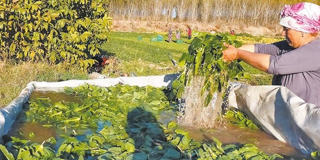 Ispanaktan bile kriz ��kt�