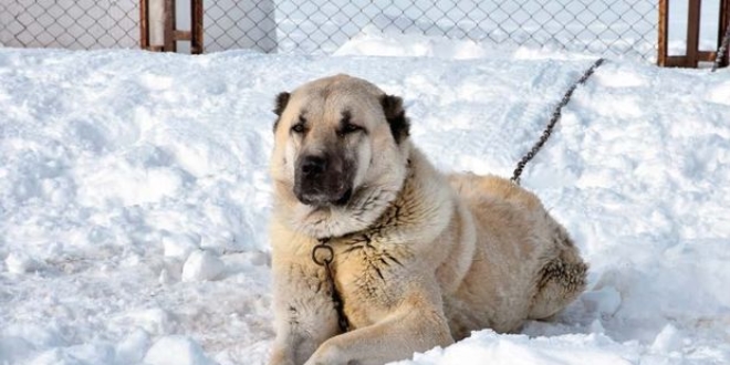 Kangal köpekleri DNA barkoduyla tanınacak