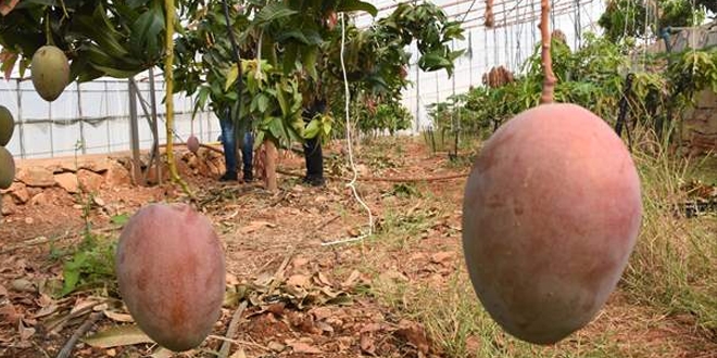 Tanesi 50 liraya satılan mango üreticinin yeni gözdesi