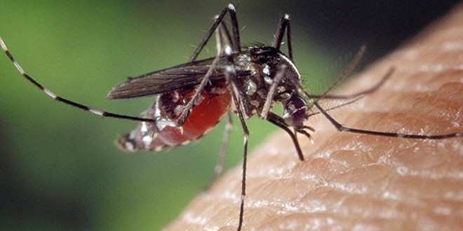 stanbul'da sinek ikayetleri artt; uzmanlardan nemli uyar