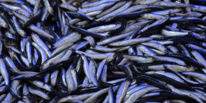 Karadeniz'de hamsi bereketi: Fiyatı 5 liraya düştü