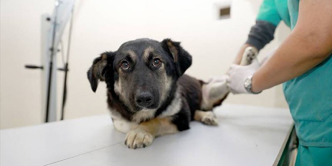 Ankara'da hayvanlara m�dahale i�in e�itim verilecek