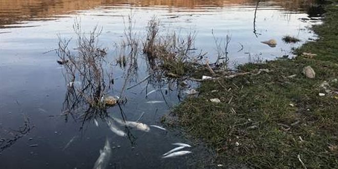 Karabük'te balık ölümlerine ilişkin inceleme başlatıldı